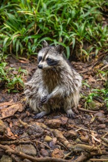 Raccoon in natural environment, close-up, portrait of the animal on Guadeloupe au Parc des