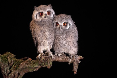 Southern white-faced owl (Ptilopsis granti), juvenile, two juveniles, siblings, at night, on guard,