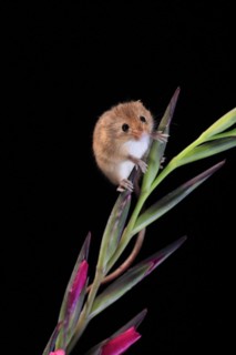 Eurasian harvest mouse (Micromys minutus), adult, on plant stem, flowering, foraging, at night,