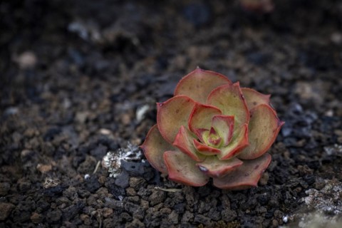 Aeonium, succulent, in lava rock, Lanzarote, Canary Islands, Spain, Europe