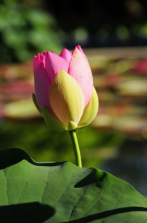 Bud of a pink lotus (Nelumbo), behind a large green leaf, Stuttgart, Baden-Wuerttemberg, Germany,