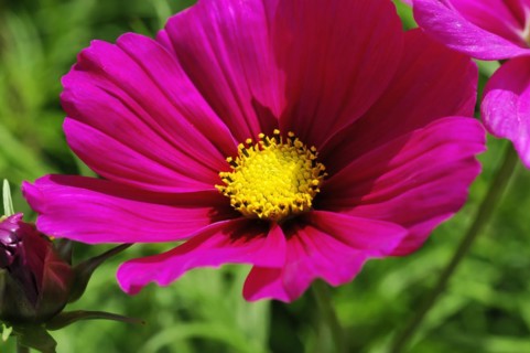 Close-up of a bright pink flower (Cosmea bipinnata), Cosmea, with yellow flower centre surrounded