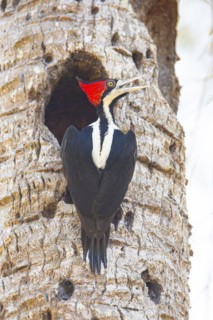 Crimson-crested woodpecker (Campephilus melanoleucos) Pantanal Brazil