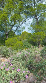Wild carpet of flowers with many pink-coloured blossoms, whitish cistus (Cistus albidus) in the