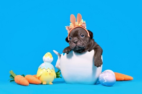Cute black French Bulldog dog puppy with Easter bunny ears sitting in egg shell on blue background