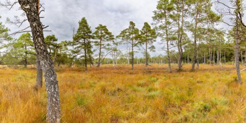Broom common heather (Calluna Vulgaris) cross-leaved heath (Erica tetralix) and pines (Pinus),