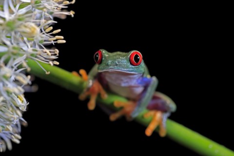 Red-eyed tree frog (Agalychnis callidryas), adult, on green stem, Aeonium, captive, Central America