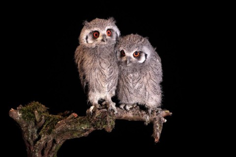 Southern white-faced owl (Ptilopsis granti), juvenile, two juveniles, siblings, at night, on guard,