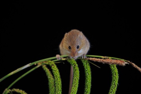 Eurasian harvest mouse (Micromys minutus), adult, on plant stalks, ears of corn, foraging, at