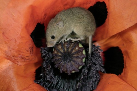 Common harvest mouse, (Micromys minutus), adult, on corn poppy, flower, foraging, at night,