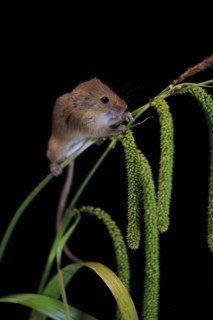 Eurasian harvest mouse (Micromys minutus), adult, on plant stalks, ears of corn, foraging, at