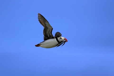 Puffin (Fratercula arctica), adult, flying, with sand eels, with food, Faroe Islands, England,