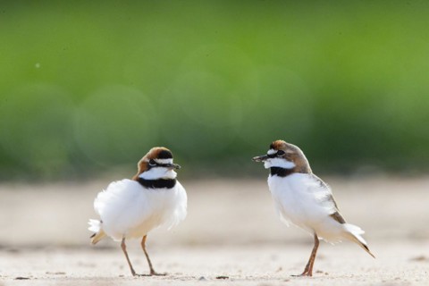Slender-billed plover (Anarhynchus collaris) Pantanal Brazil