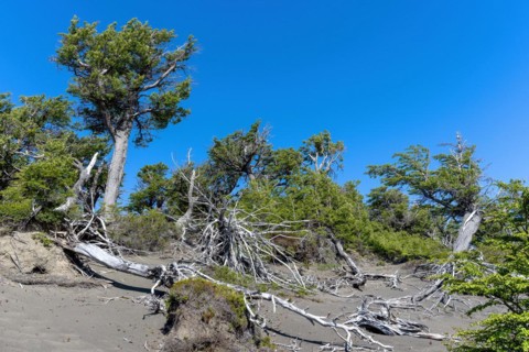 Riparian forest at Lago Grey, Torres del Paine National Park, Parque Nacional Torres del Paine,