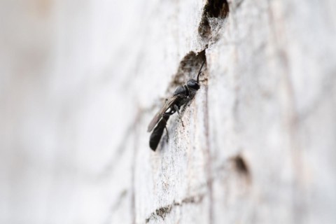 Potter's digger wasp (Trypoxylon figulus), in front of its nesting tunnel in dead wood, Harz