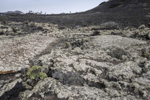 Lava landscape overgrown with lichens and succulents, in the background vineyards protected by dry