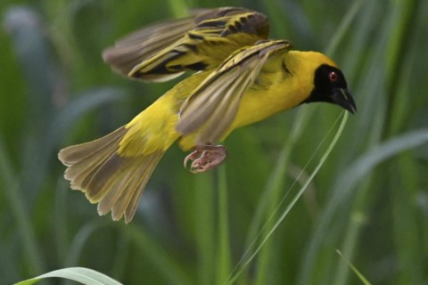 Southern masked weaver (Ploceus velatus) collecting nesting material, Madikwe Game Reserve, North