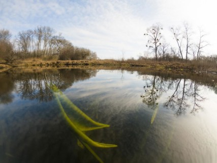 Yellow water-lilies (Nuphar lutea), water, Lower Austria