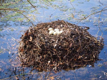 Nest with eggs of mourning swans (Cygnus atratus), black swan, North Rhine-Westphalia, Germany,