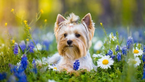 KI generated, A white Yorkshire Terrier lying in a flower meadow, (Canis lupus familiaris)