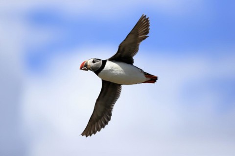 Puffin (Fratercula arctica), adult, flying, with sand eels, with food, Faroe Islands, England,