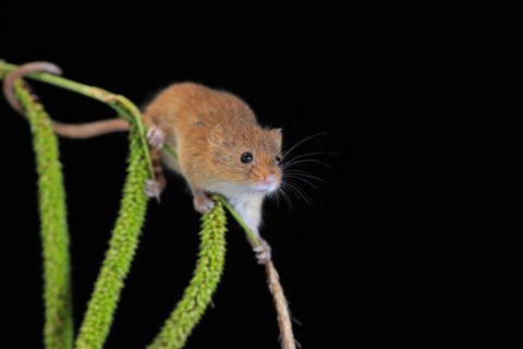 Eurasian harvest mouse (Micromys minutus), adult, on plant stalks, ears of corn, foraging, at