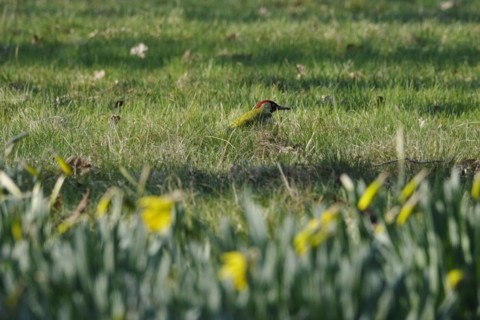 Green woodpecker in a meadow, March, Germany, Europe