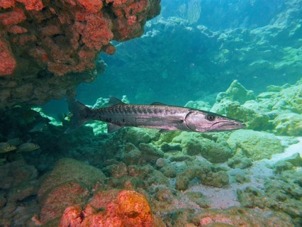 Great barracuda (Sphyraena barracuda), dive site John Pennekamp Coral Reef State Park, Key Largo,