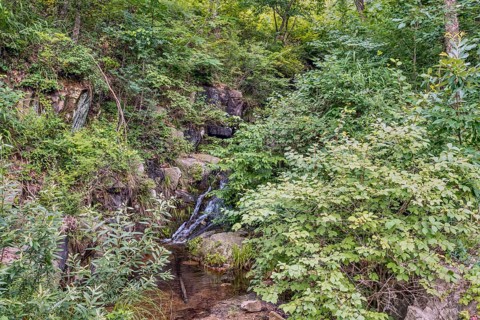 A hidden creek tumbles into a small waterfall amid lush green forest foliage, in South Korea