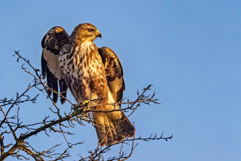 A rough-legged hawk perched on bare tree branches against a clear blue sky, Buteo buteo, Buzzard,