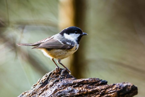 Coal Tit, Periparus ater, bird in forest at winter