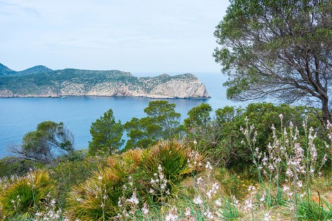 Peaceful coastal landscape with lush vegetation, pine trees (Pinus), knotted affodill (Asphodelus