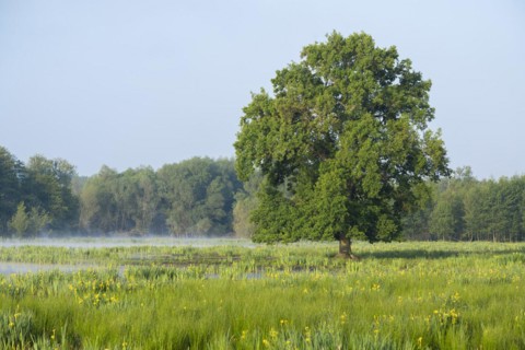 Wetland, wet meadow, marsh iris (Iris pseudacorus) flowering, English oak (Quercus robur),
