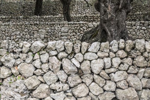 Olive trees and old stone wall, Fornalutx, Serra de Tramuntana, Majorca, Balearic Islands, Spain,