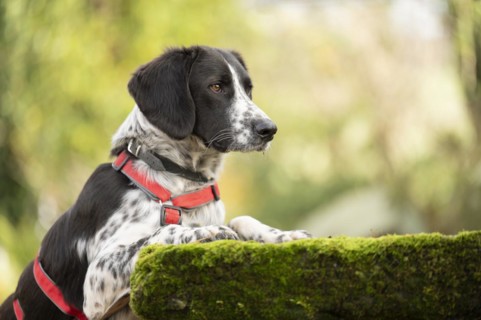 Domestic dog (Canis lupus familiaris), mixed-breed, male, animal welfare, animal welfare dog,