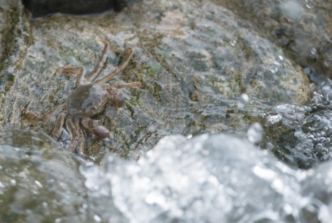Chinese mitten crab (Eriocheir sinensis), invasive species, neozoon, crabs, juvenile clings to a