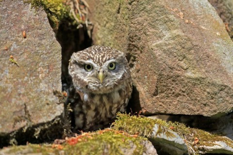 Little owl (Athene noctua), (Tyto alba), adult, at breeding den, alert, portrait, Lowick,