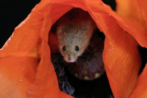 Common harvest mouse, (Micromys minutus), adult, on corn poppy, flower, foraging, at night,