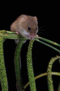 Eurasian harvest mouse (Micromys minutus), adult, on plant stalks, ears of corn, foraging, at
