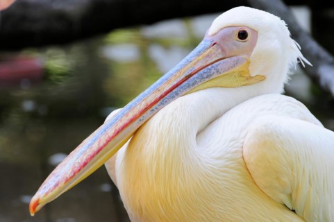 Close-up of a white pelican (Pelecanus onocrotalus), with distinctive orange beak, Stuttgart,