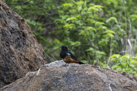 Red-bellied Wheatear (Thamnolaea cinnamonmeiventris), Lush Private Game reserve, Pilanesberg