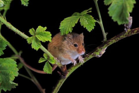 Eurasian harvest mouse (Micromys minutus), adult, on plant stalk, foraging, at night, Scotland,