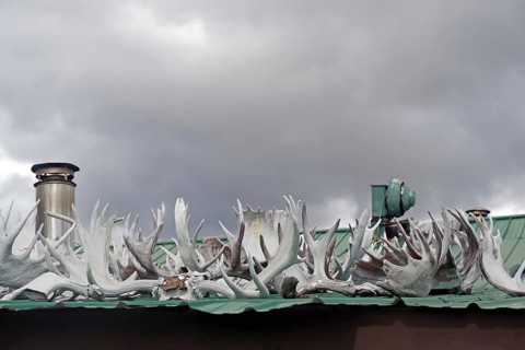 Antlers lying on a roof, hunting, Yukon Discvery Lodge, Alaska Highway, Yukon, Canada, North