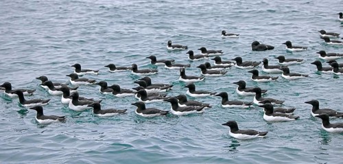 Flock of thick-billed murres, Bruennich's guillemots (Uria lomvia) swimming in the Arctic sea in