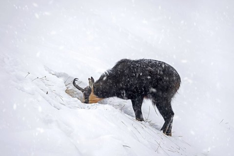 Alpine chamois (Rupicapra rupicapra) solitary male foraging on mountain slope during snow shower in