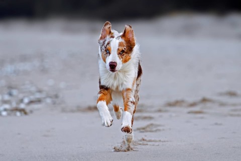 Australian Shepherd, Aussie, breed of herding dog from the United States, running on sandy beach