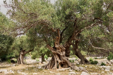 Old, gnarled olive trees in the olive grove of Lun, Vrtovi Lunjskih Maslina, Wild olive (Olea
