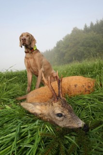 Hunting dog Weimaraner shorthair with shot european roe deer (Capreolus capreolus) Allgaeu,