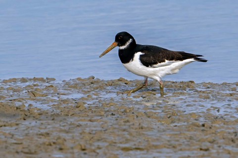 Common pied oystercatcher, Eurasian oystercatcher (Haematopus ostralegus) foraging on mudflat along