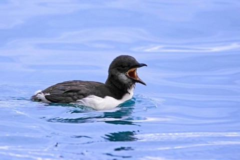 Swimming thick-billed murre, Bruennich's guillemot (Uria lomvia) chick calling in sea water of the